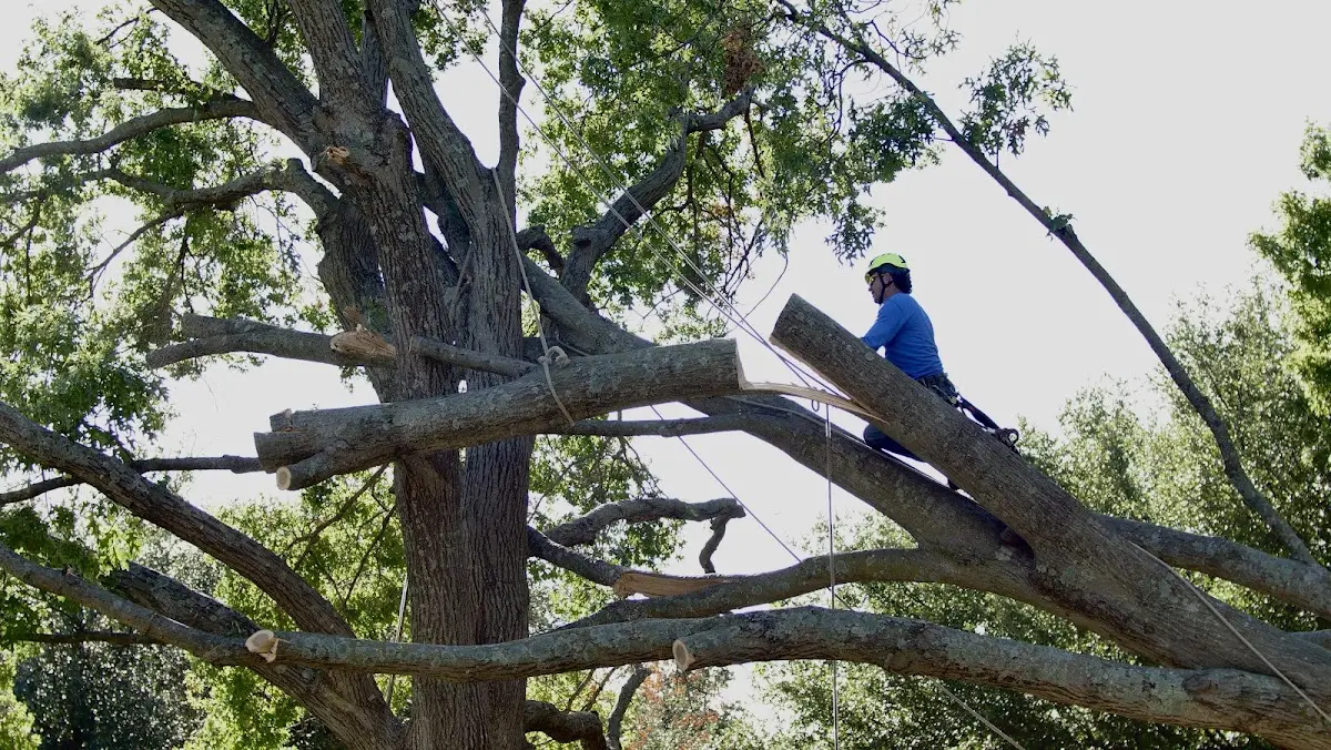 Professional Hazardous Tree Removal performed by certified arborists in Fairfield